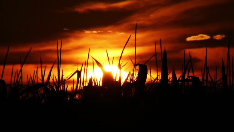 Transsensual: TS Tabu 2_scene 2_ts loszka potrzebuje kutasa