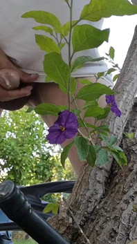 Watch Me Jerking off Outdoors While Hiding Behind a Tree