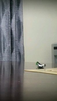 Handsome danti jerking huge dick while watching porn