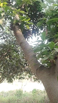 Forest Public Indian Boy and Handjob