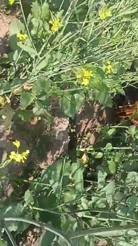 Desi Village Bhabhi fucked przez Devar w Outdoor