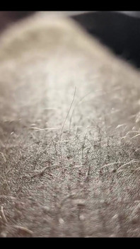 Ginger Fur