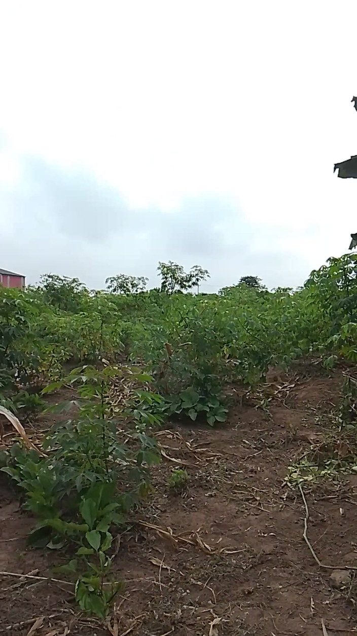 Africans men: Förberedelser för söt sex i gården i ett öppet utrymme