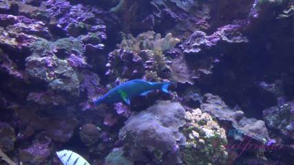 ATK Fans (Girlfriends): Percutian maya di Hawaii dengan Haley Reed bahagian 9