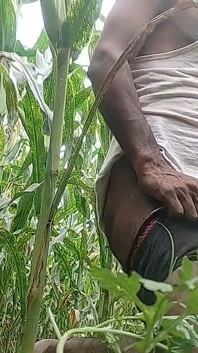 Gros faucon noirs dans le champ de maïs