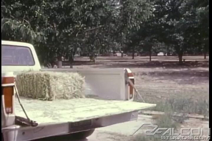 Falcon Studios: Hay Ride