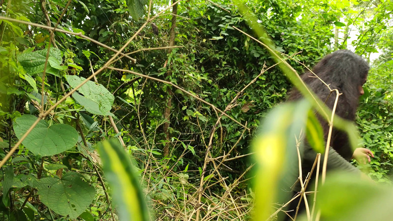 Vaigavarun45: Malayali pár žhavý venkovní sex v lese, divoký les venkovní sex...