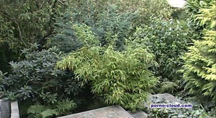 Porno Cloud: Bữa tiệc tinh trùng trong vườn