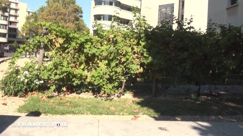 French BDSM: Pretty Young Arab Teen with Small Tits Working at the...