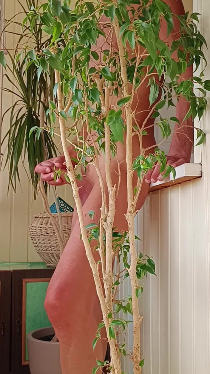 Ole63: Morning Exercises for the Penis.
