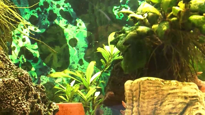 MMV TV - our best full movie: No ves el mal, no escuchas mal, no habla nada ......