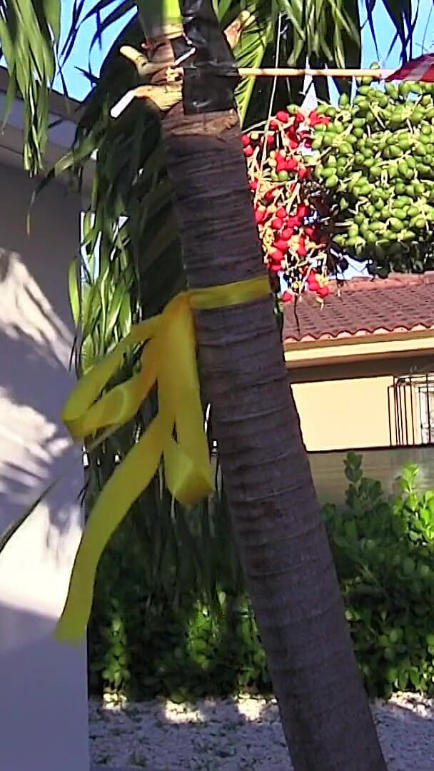 BIKINI-POPS: Válečníci Manželka