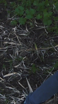 Sesso all'aperto nella foresta
