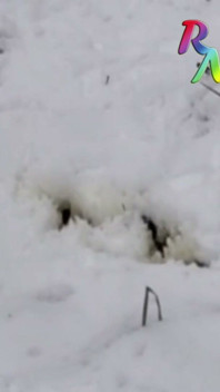 Winter Is Coming. Don't Eat Yellow Snow - Drink It Before It Makes the Snow Yellow