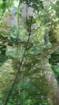 Waldpiss