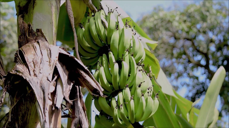 Dom Rod: Banánový zadek- 003