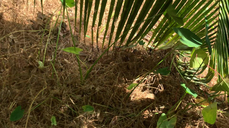 Nuragee: Quando sono andato nella foresta per scegliere il grano