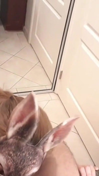 Bunny Blowjob