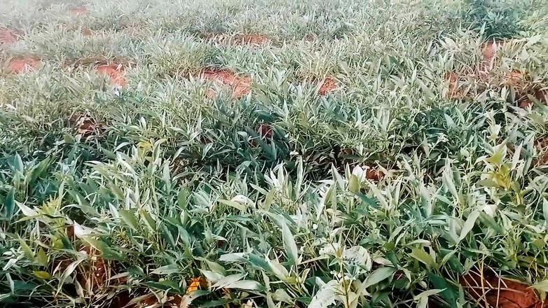 Judith xxx: Video terbaruku