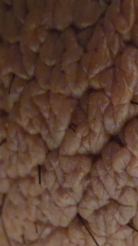 Closeup Desi Dick