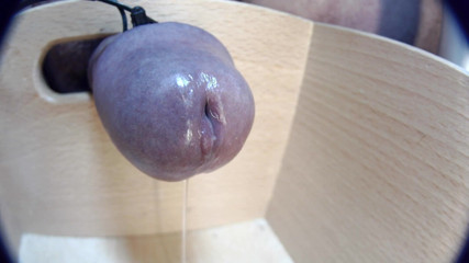 Gaylectrician: Close up cumshot 21-11-12
