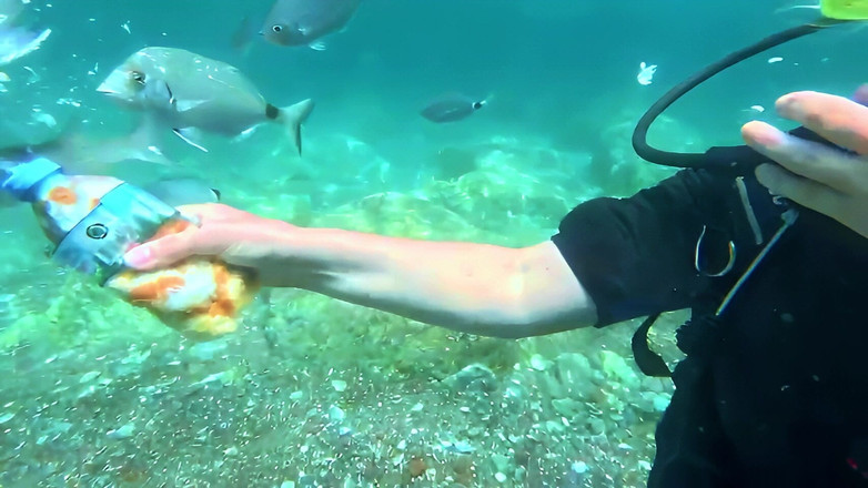 JessieHH: Duiken in Turkijdij! Vrij