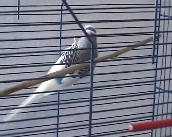 BB Video - Vintage Story: 德国素人3P 2女1男成人玩具