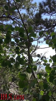 Masturbating teen enjoys wide open colorado