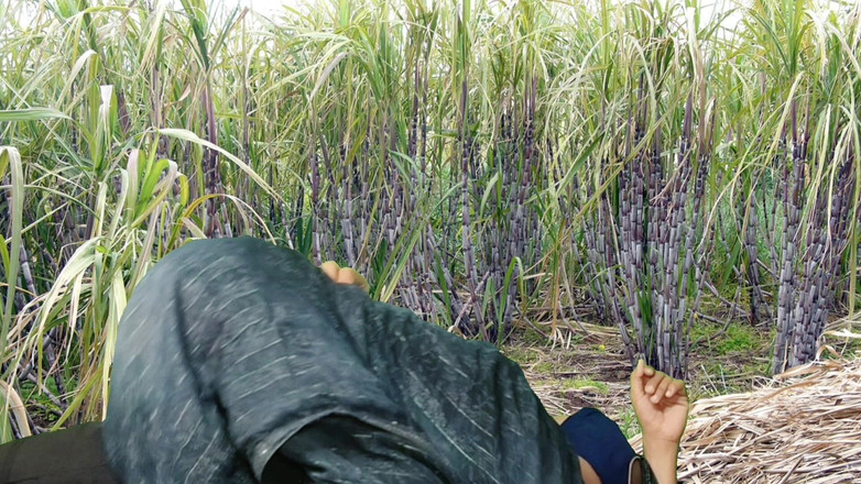 Rakul008: Šukání na poli cukrové třtiny