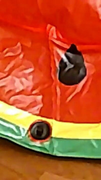 Vicki, Infirmière BBW, Fait Sauter Un Énorme Flotteur En Plastique Qui Ressemble À Une Tranche De Melon D’eau