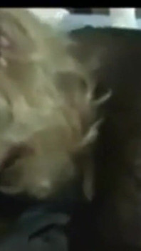 BBC Addiction - 100 Amateur and Home Made Porn Videos. MILFs Addicted to BBC and Interracial Bangin