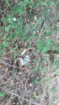 We Fuck in the Woods so No One Knows We're Lesbians