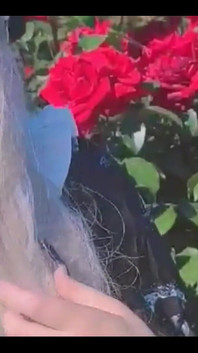 What Types of Flowers Do You Particularly Like?