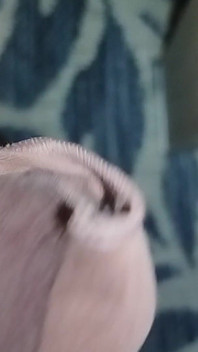 Cum in Mother-in-law's Panties