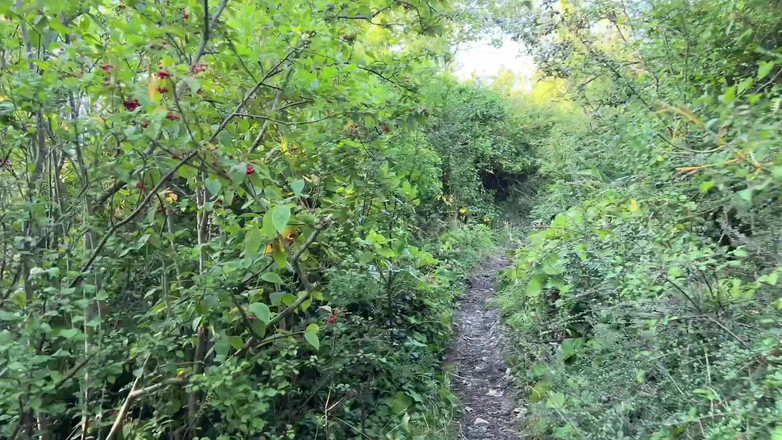 Yourfavecumslut: La rovina fa una passeggiata nei boschi e si fa...