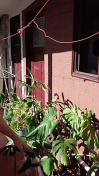 Ibu tiri berkebun sfw