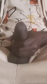 A Big and Powerful Natural Black Cock