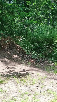 Une vieille pute auto-stoppeuse sexy de rue se fait baiser dans la forêt avec puis sans préservatif