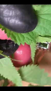 Extreme CBT Stinging Nettles Cum