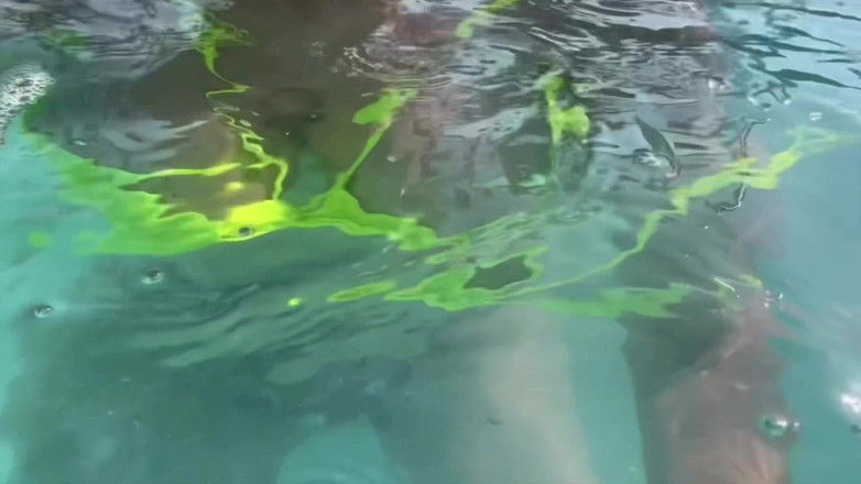 Artemisia Love: Artemisia Love Swimming in the Pool Flashing Her Big Juicy...