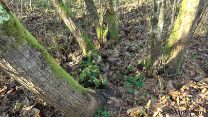 Dead Girl: Fată ejaculează în gură într-o pădure