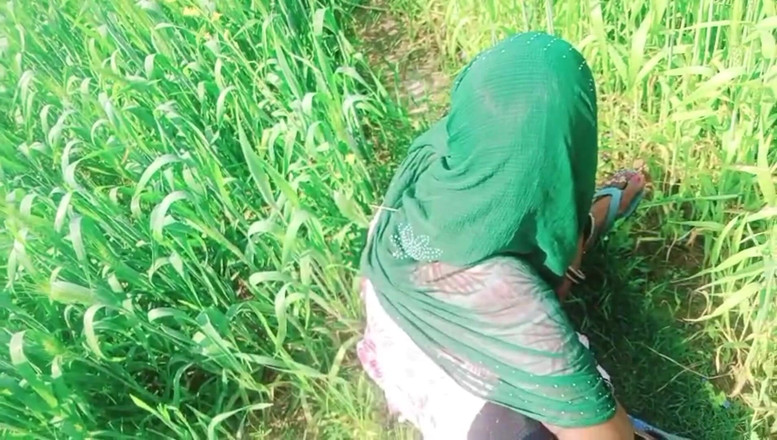 Bk Vlogs: Сільська бхабхі, сексуальне відео на пшеничних полях