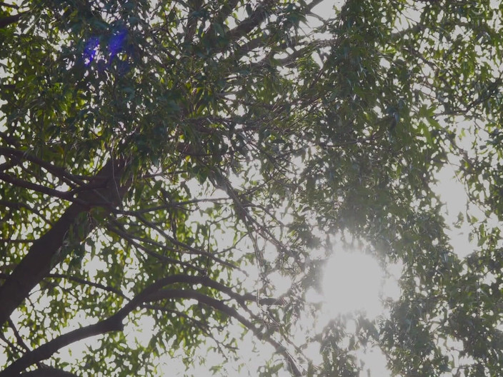 Raptor Inc: Yuka hoshi - ragazza di campagna torna a casa.