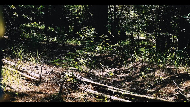 ElementX1018: 2901589826.mp4