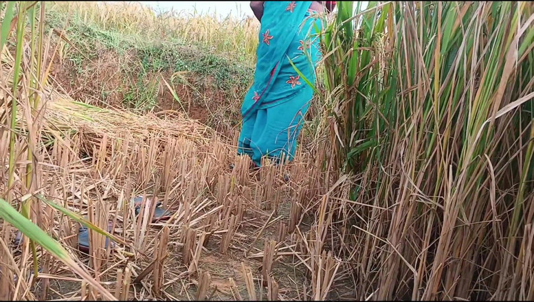 Riyadesi18: När svägerska klippte Paddy, knullade svägerska i själva Paddy Field.
