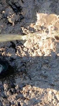 Diversión De Barro En Wellies De Goma Camo
