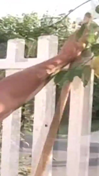 Girl getting fucked on the lawn