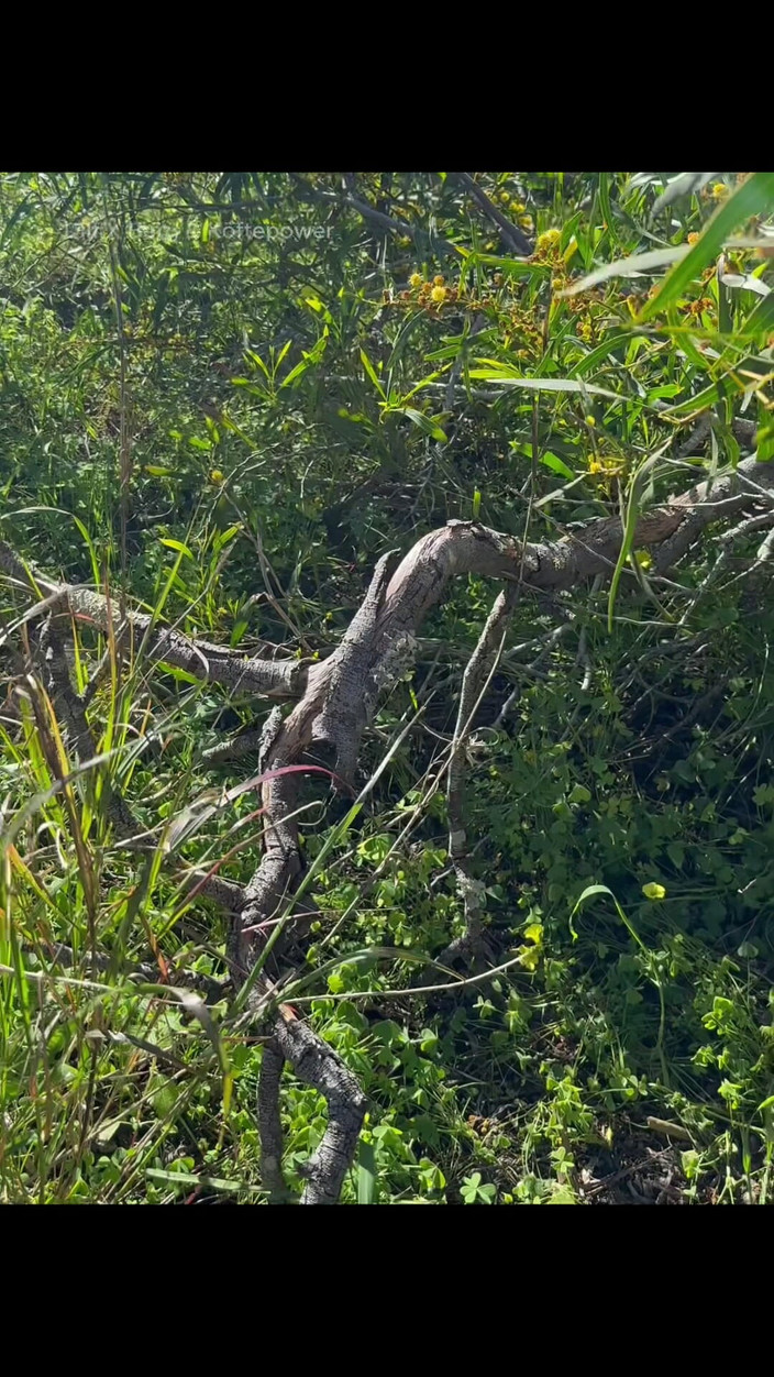 Dilf_X_Berg_XL: Esta Semana - Aventuras ao Ar Livre do Papai - Compilação Vol.