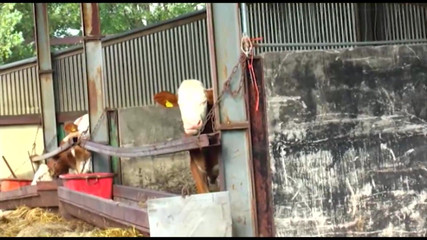 Purzel Official: Mettimi a Pecorina