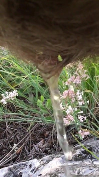 Hairy Pee Outdoor